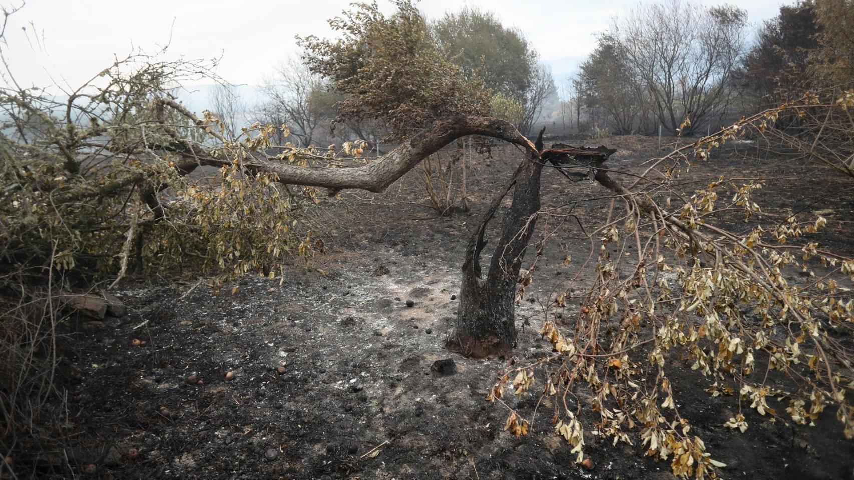 Zonas calcinadas por el incendio de Pontón durante la realización de labores de extinción del incendio de Pantón, a 22 de septiembre de 2025, en Pantón, Lugo