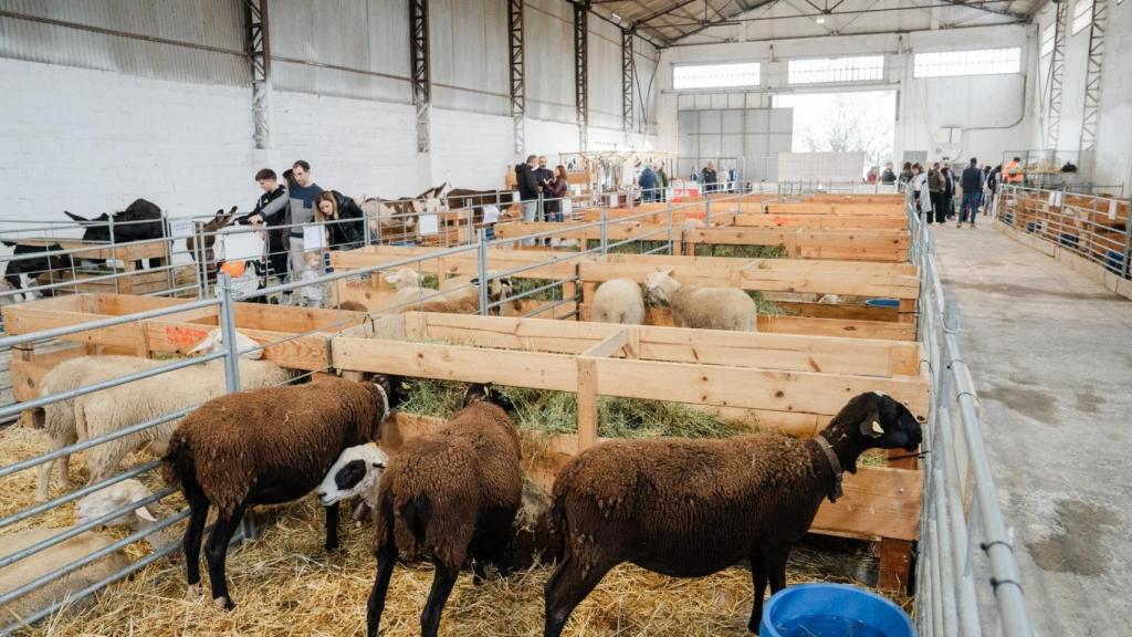 La exposición ganadera en ExpoCaspe 2024.