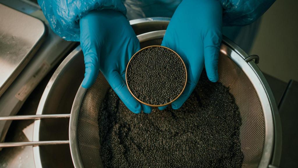 Producción de caviar en Esturión de Sarrión.