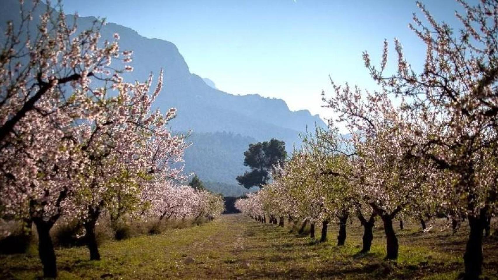 Imagen de almendros de Mula durante la floración.