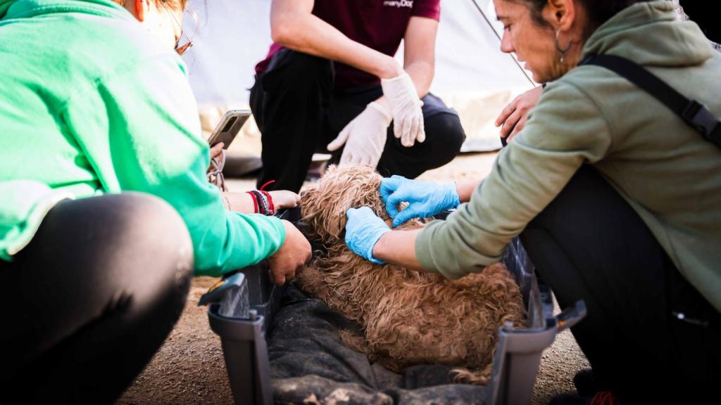 Dos voluntarias cuidando a un perro recién rescatado en el polígono deportivo de Benimaclet, el 29 de octubre de 2024.