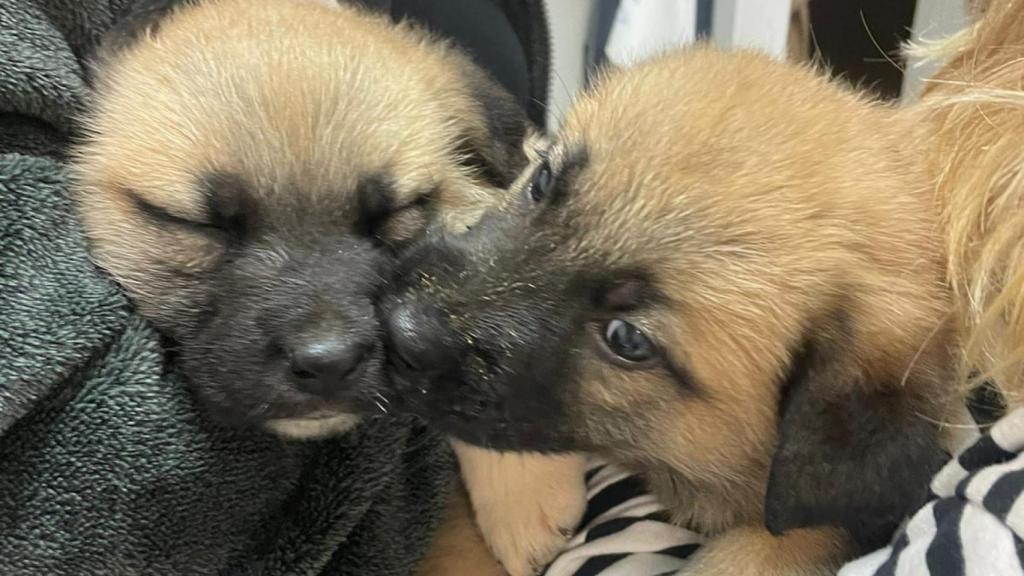 Dos cachorros rescatados de la Dana.