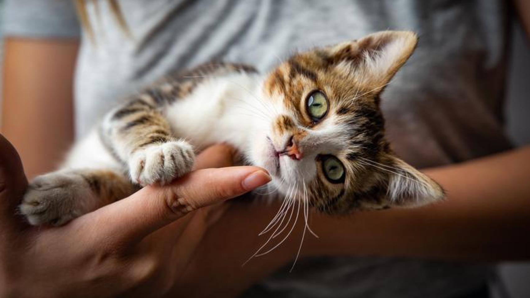 Un gato en los brazos de una mujer.