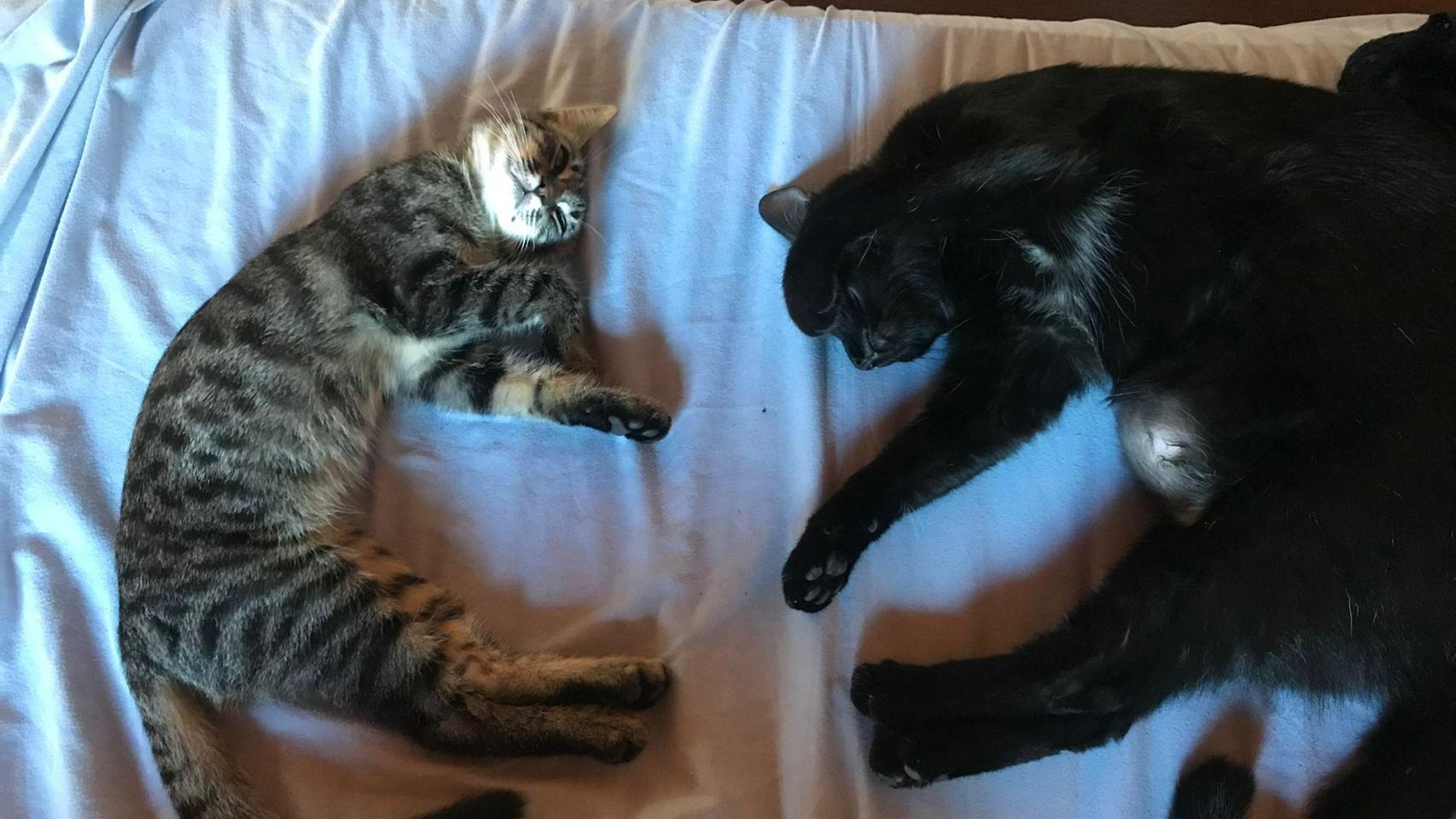 Dos gatos encima de la cama.