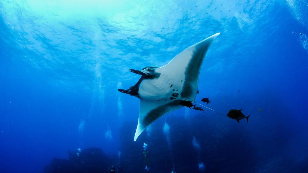 Mantarraya el archipiélago de Revillagigedo, México.
