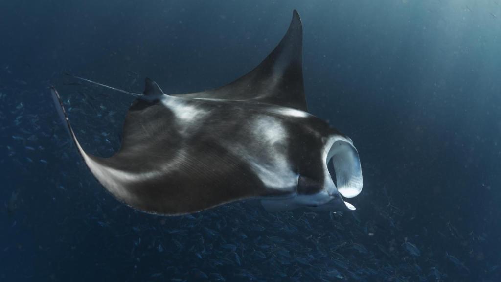 Mantarraya oceánica en el canal de Palaos.