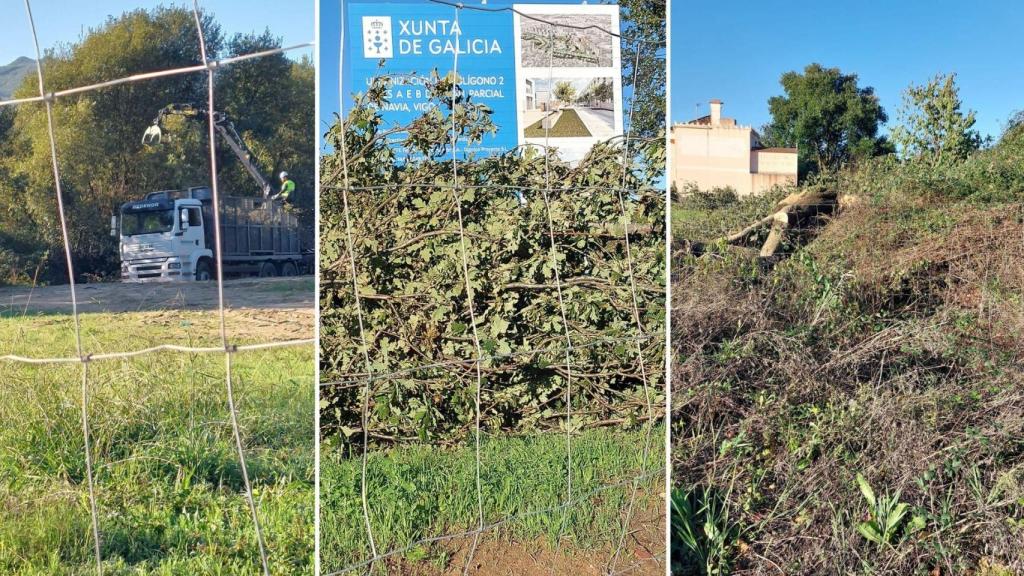 Imágenes de los árboles talados en Navia
