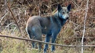 Uno de los perros azules avistados en Chernóbil junto a otros de su manada con coloración normal.