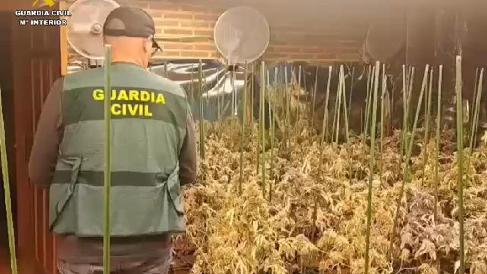 La Guardia Civil desmantela una plantación ‘indoor’ con 300 plantas y seis armas en Sotillo de la Adrada
