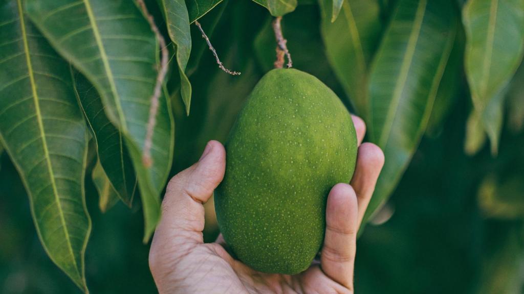 Una persona cogiendo un mango.