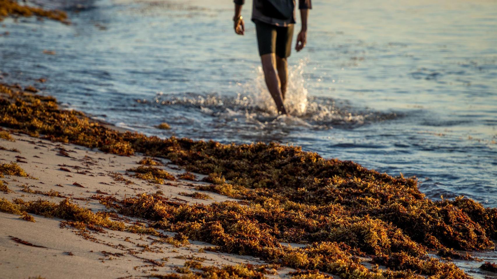 Una playa llena de sargazo.