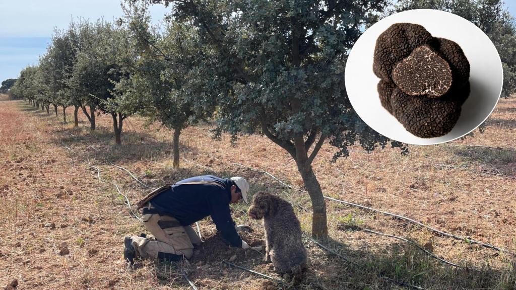 Recolección de la trufa en una plantación del Cerrato y un ejemplar de la trufa negra.