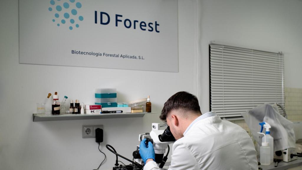 Los trabajos de evaluación de la calidad de la trufa en el laboratorio ID Forest.
