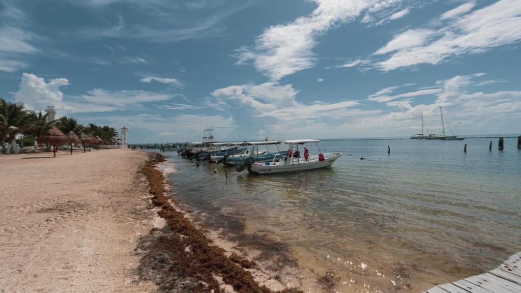 Una playa llena de sargazo.