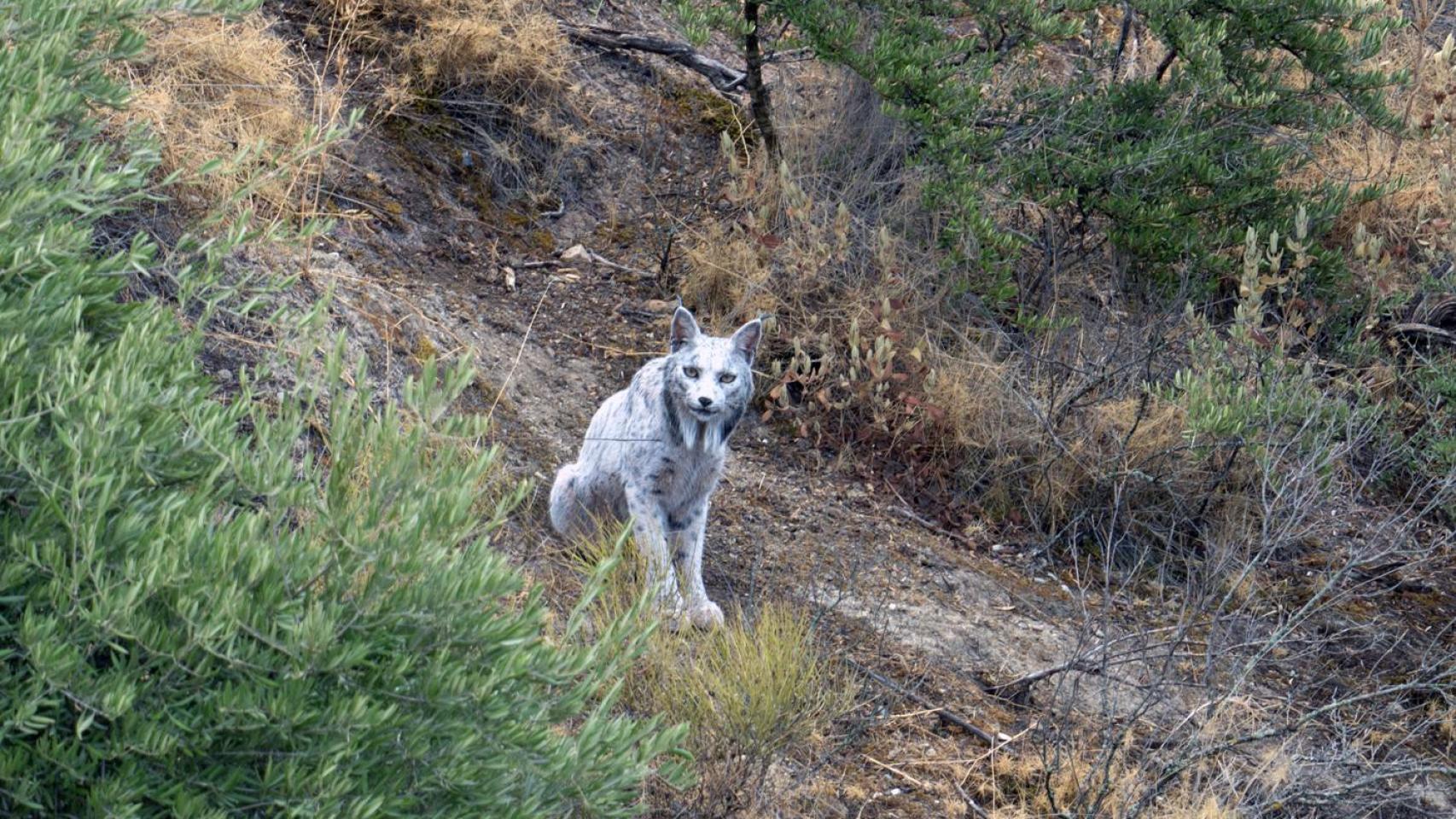 El ejemplar de lince blanco Satureja. EFE/Ángel Hidalgo.  (@angeliyo_o)