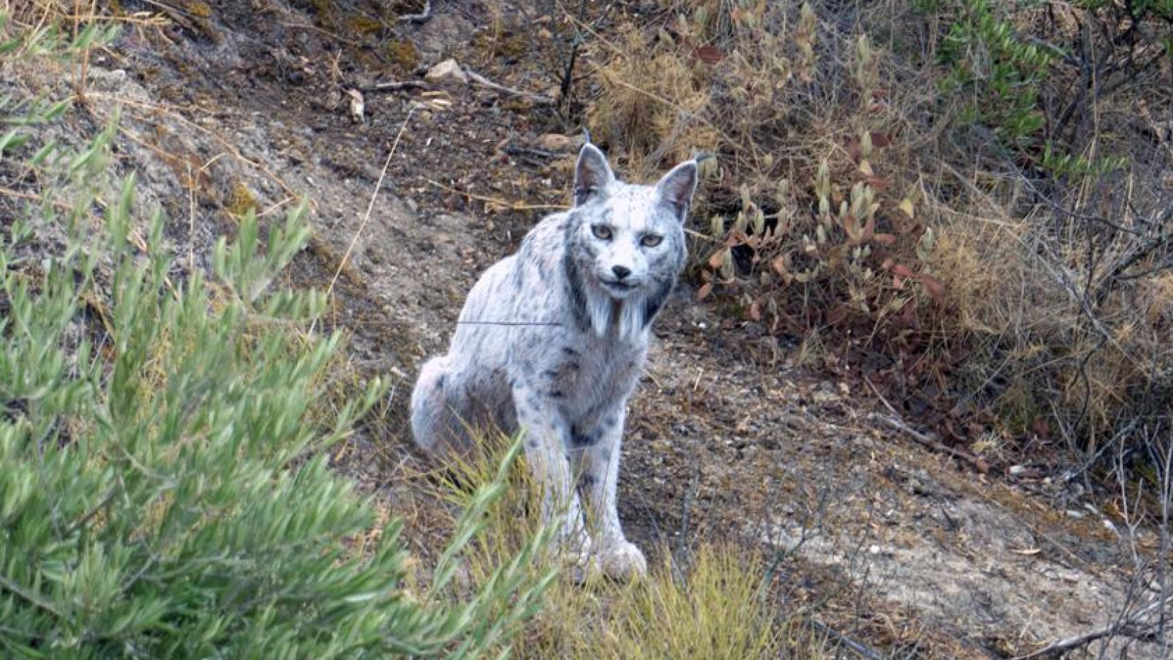 El ejemplar de lince blanco Satureja. EFE/Ángel Hidalgo.  (@angeliyo_o)