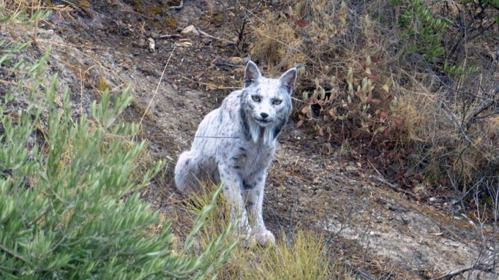 El ejemplar de lince blanco Satureja. EFE/Ángel Hidalgo.  (@angeliyo_o)