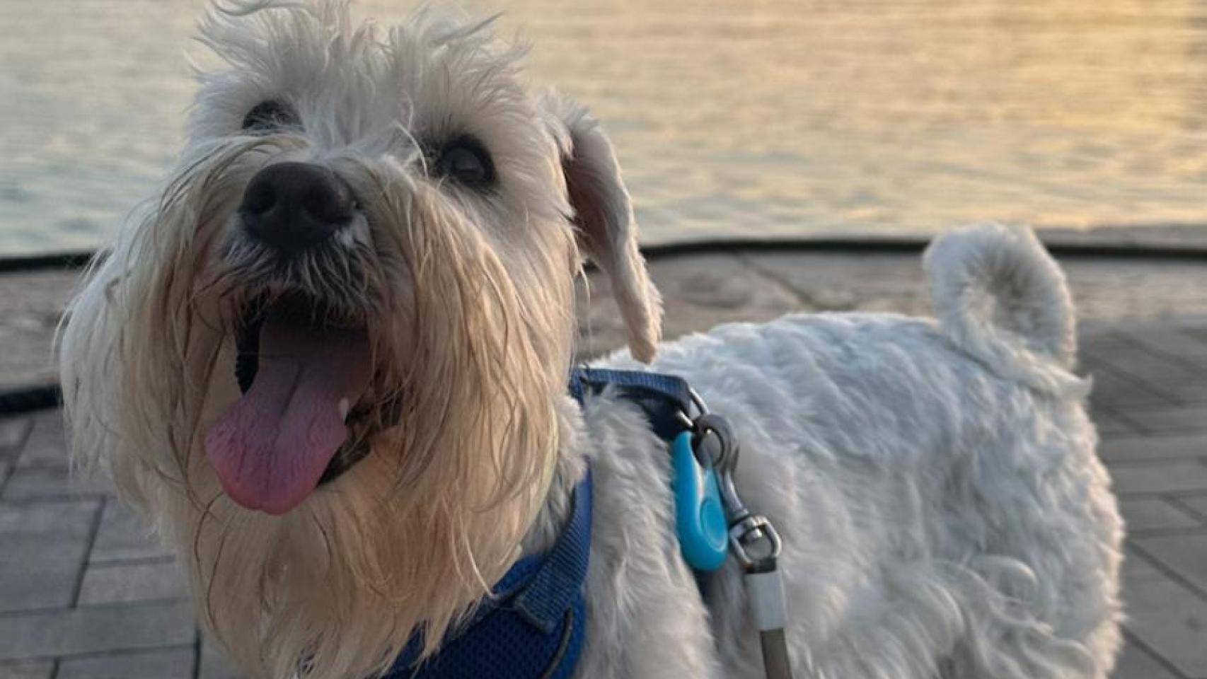 Roque, el perrito de Lola.