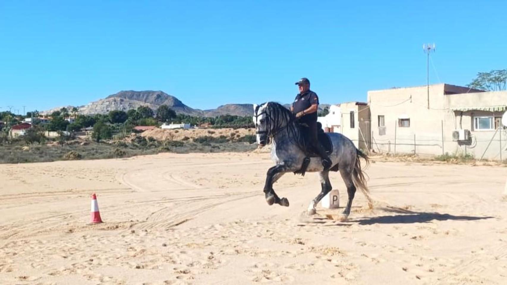 José Cortes con uno de sus caballos de escuela.
