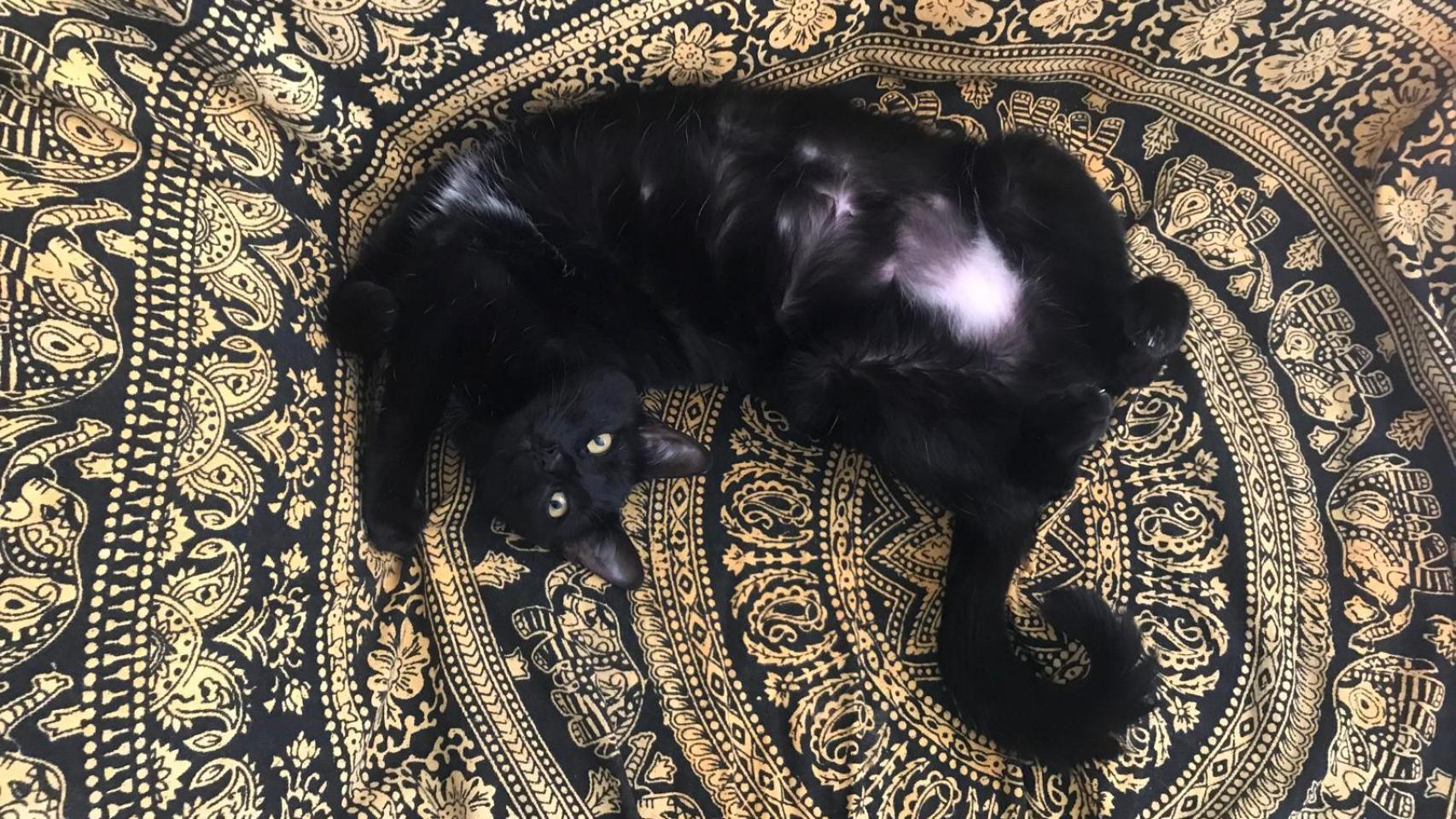 Nala