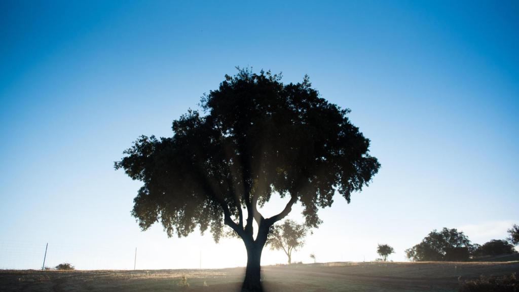 Imagen de archivo del ecobosque funerario de Recordarium.