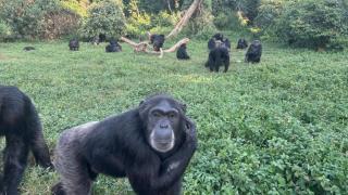 Los chimpancés tienen más en común con los humanos de lo que se creía: Revisan racionalmente sus creencias