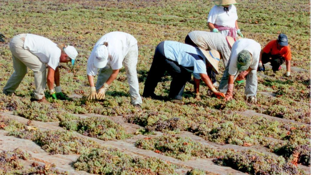 Trabajadores extendiendo uva para su secado al sol.