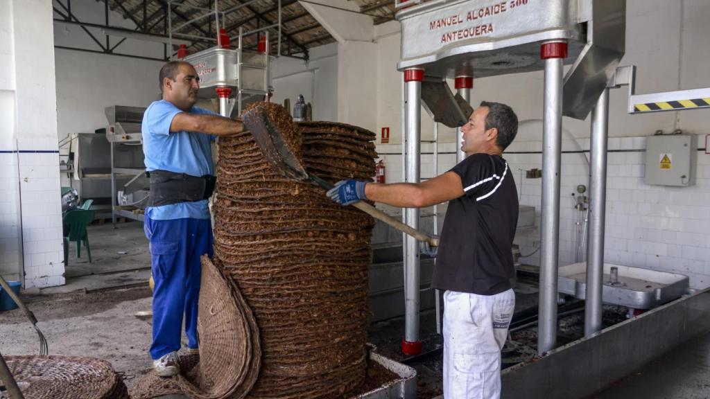 Prensado de la uva para la elaboración del vino.
