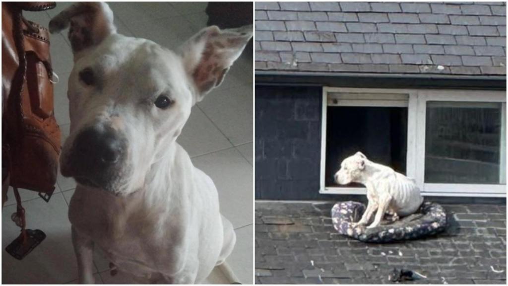 Queen, en la actualidad, y a la derecha, cuando se encontraba desatendida en Caldas.