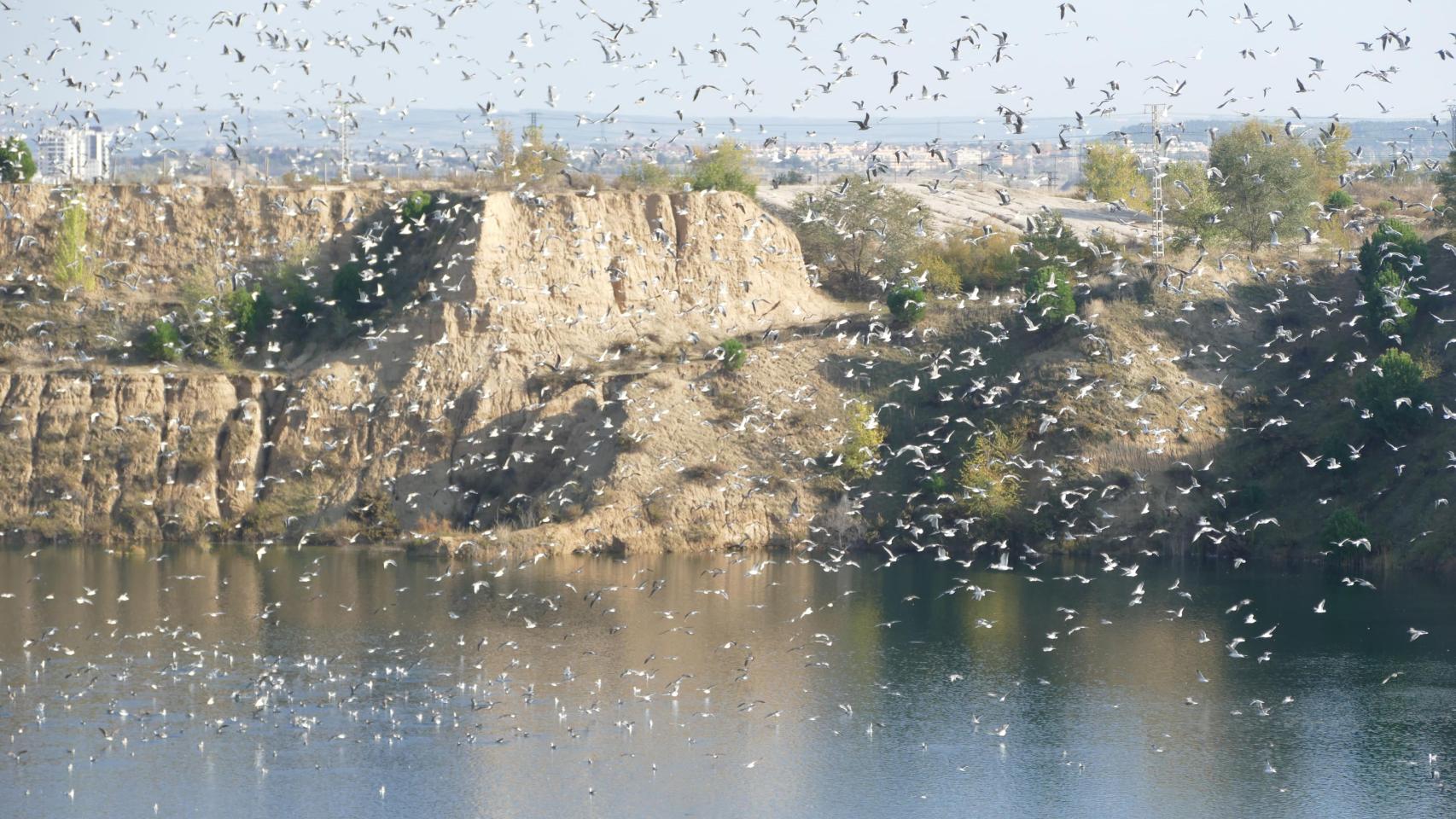 Gaviotas en las Lagunas de Ambroz, Madrid.
