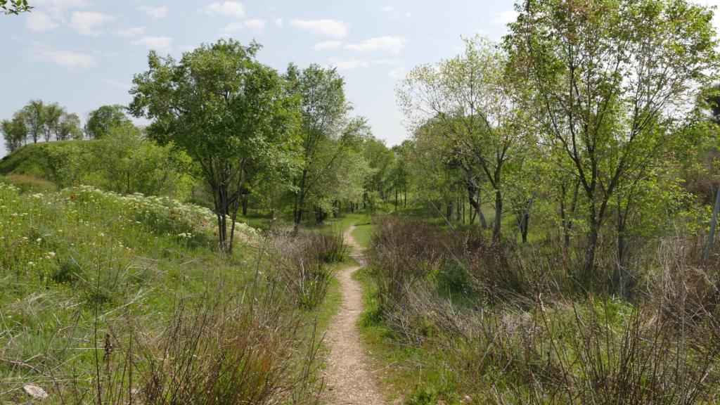 Bosquecillo en el entorno de Ambroz, Madrid.
