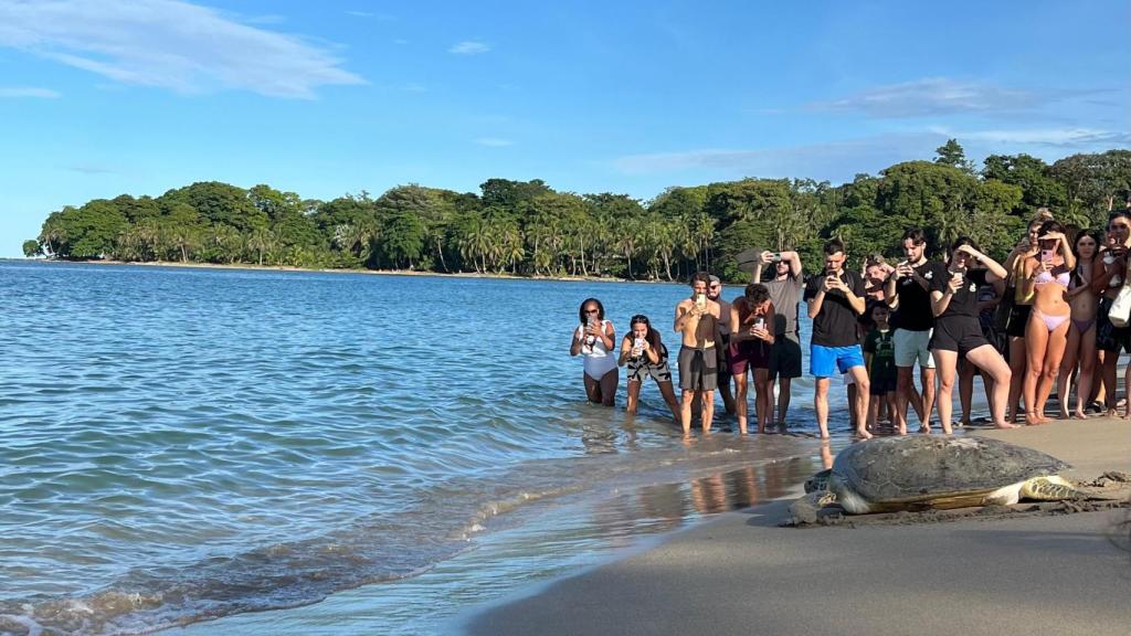 Jaguar Rescue Center libera una tortuga.