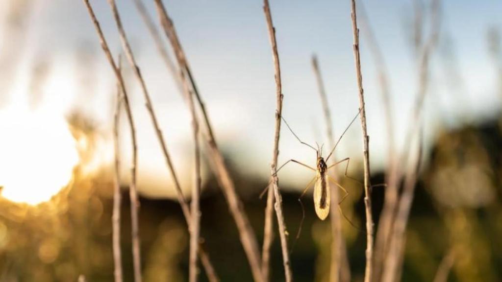 Imagen de archivo de un mosquito.