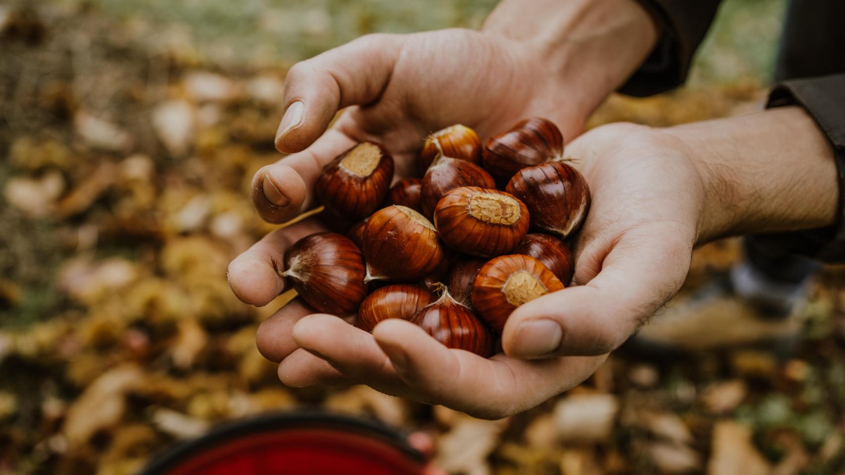 Cosecha de castañas