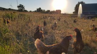 Granja de aves antes de las restricciones