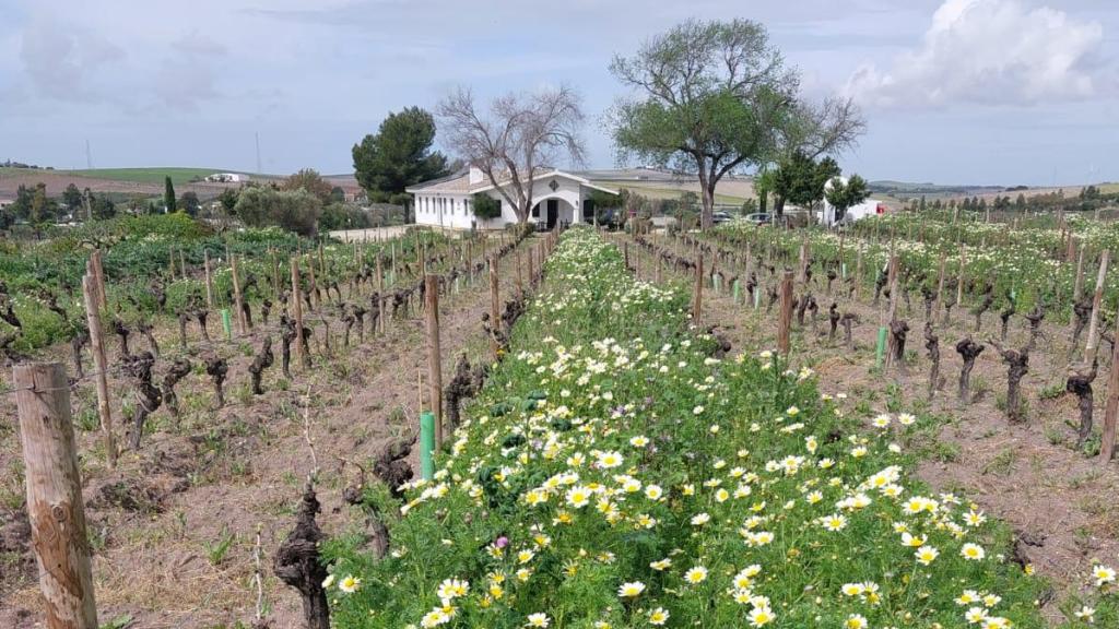 En la viña de José Manuel Bustillo las uvas crecen contentas.