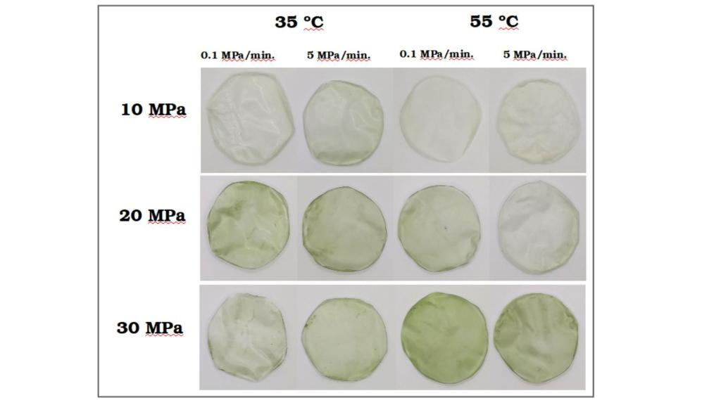 El bioplástico hecho con extractos de hoja de mango.