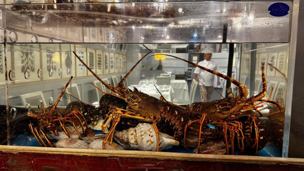 Langostas en el restaurante de Bitadorna en Vigo