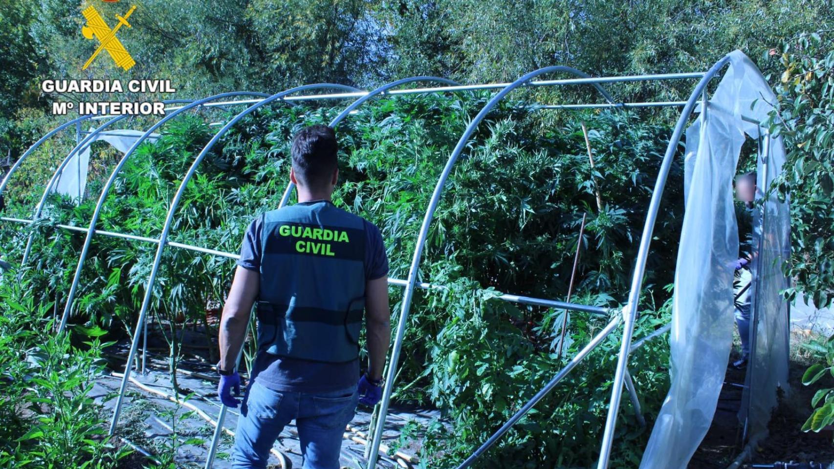 La Comandancia de la Guardia Civil de León ha desarticulado un punto de cultivo de cannabis en la localidad de La Bañeza, en el marco de la operación “Francon”.