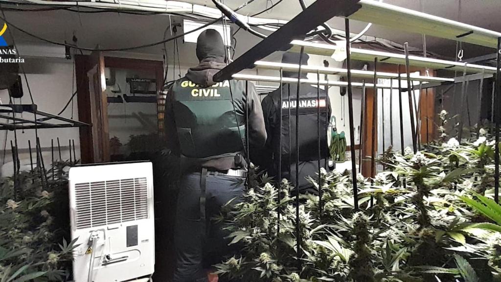 Plantación indoor en un pueblo de Guadalajara.