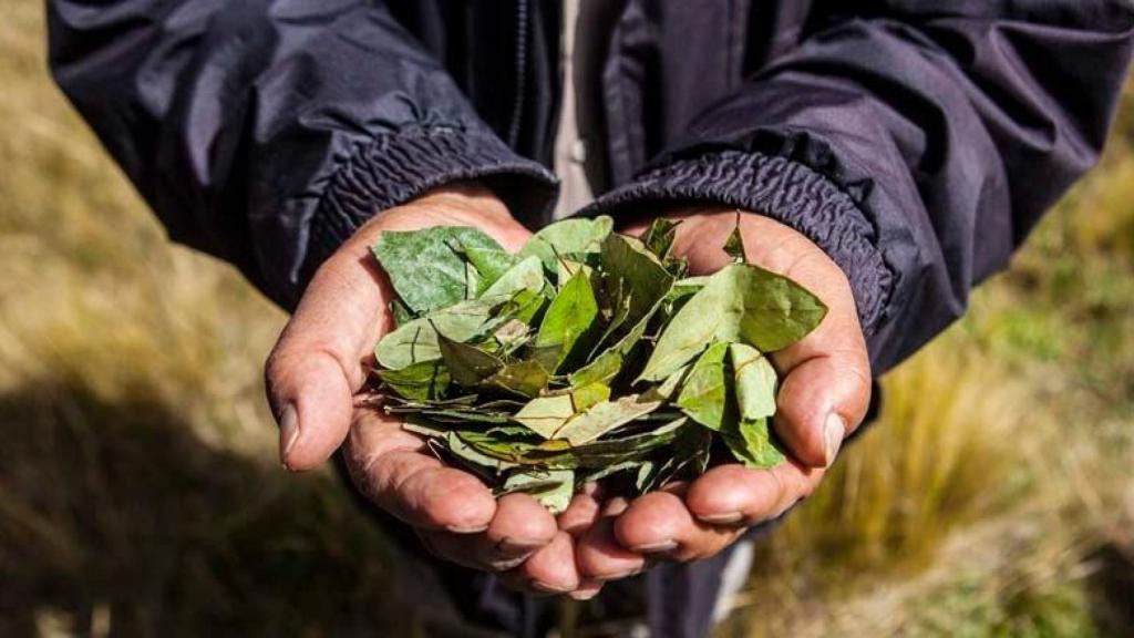 La hoja de coca es ampliamente consumida en el altiplano andino.