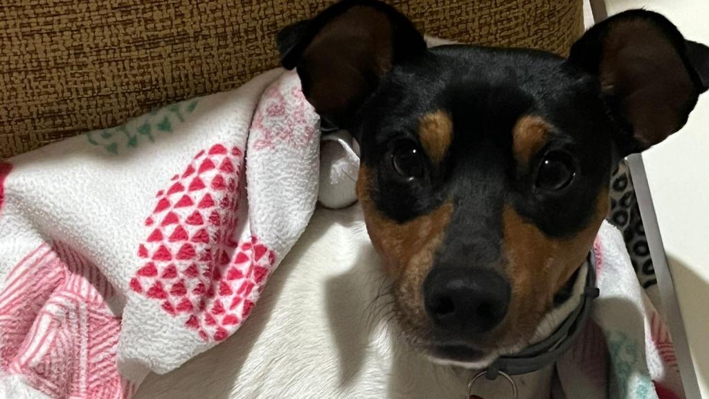 Un perrito dentro de una manta.