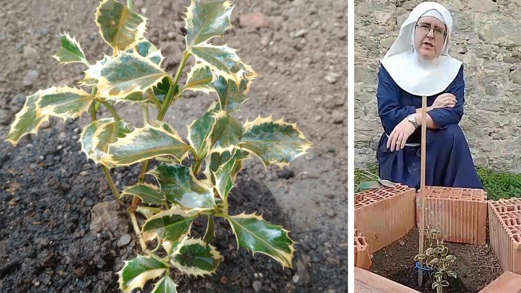 Sor Paloma y el primer acebo plantado.