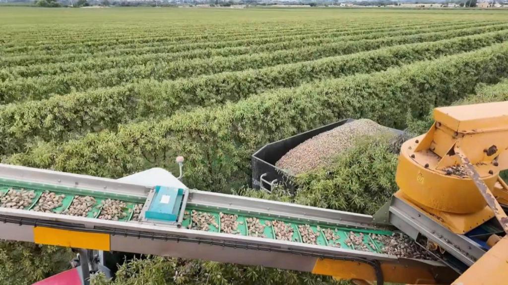 Una cabalgadora recogiendo almendras.