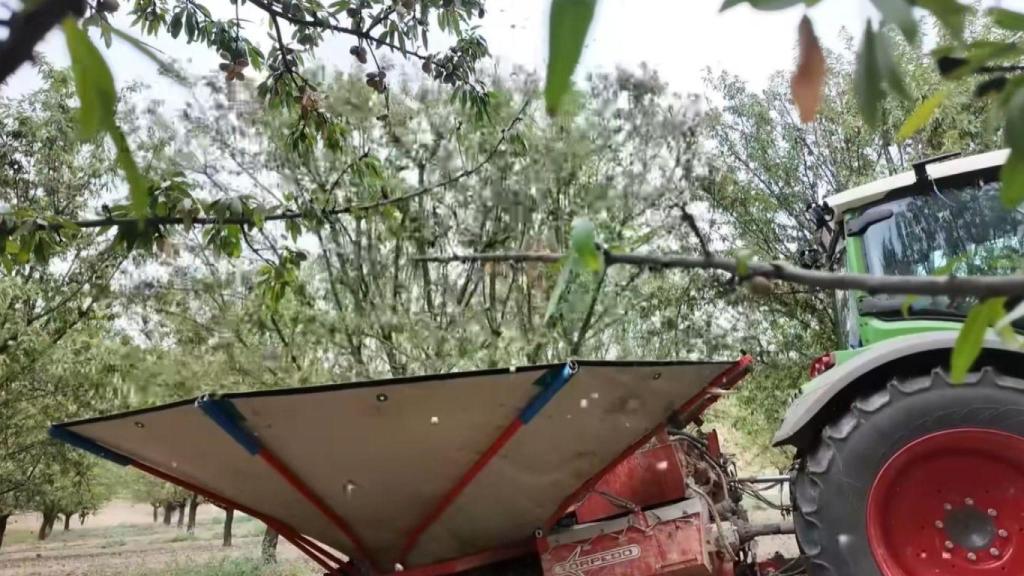 La recogida de almendra utilizando la máquina paraguas.