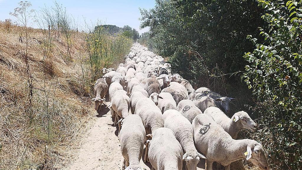 Las ovejas de Rubén saliendo a pastar