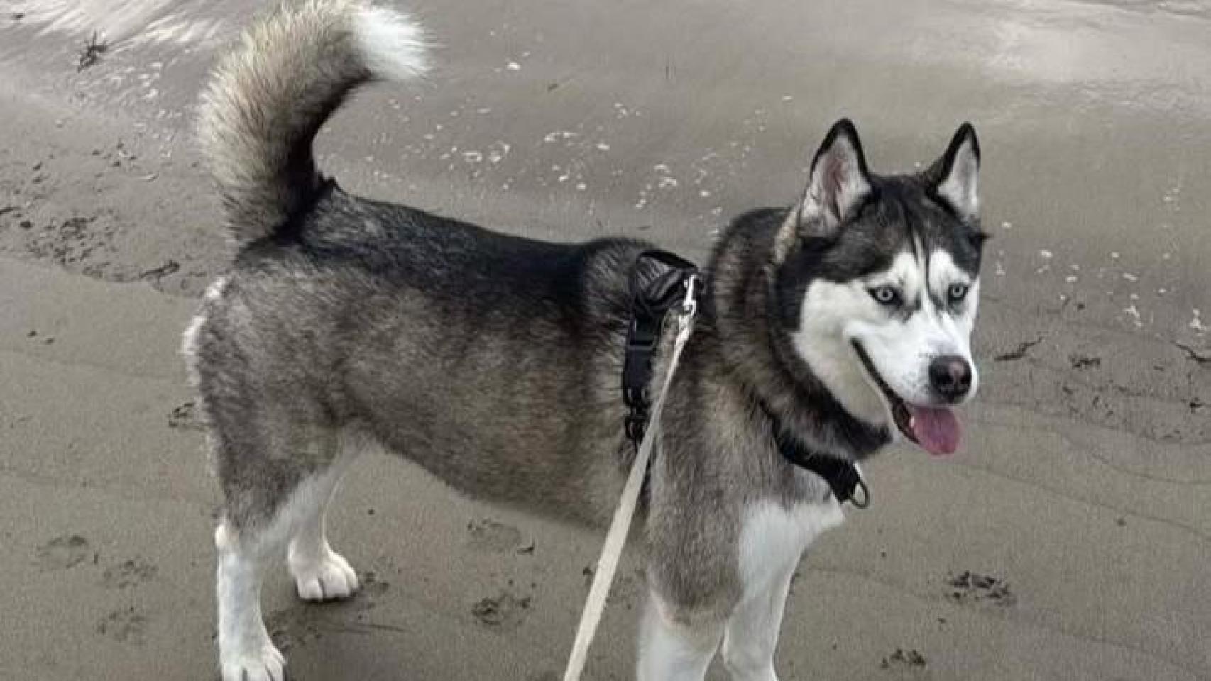 Kira, la husky desaparecida durante un paseo en la playa