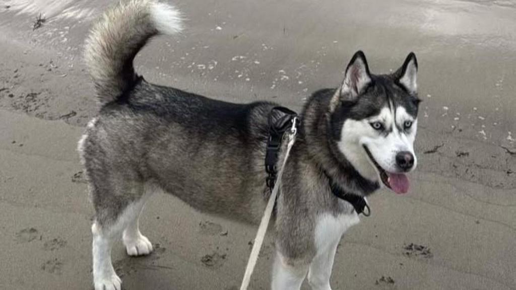 Kira, la husky desaparecida durante un paseo en la playa