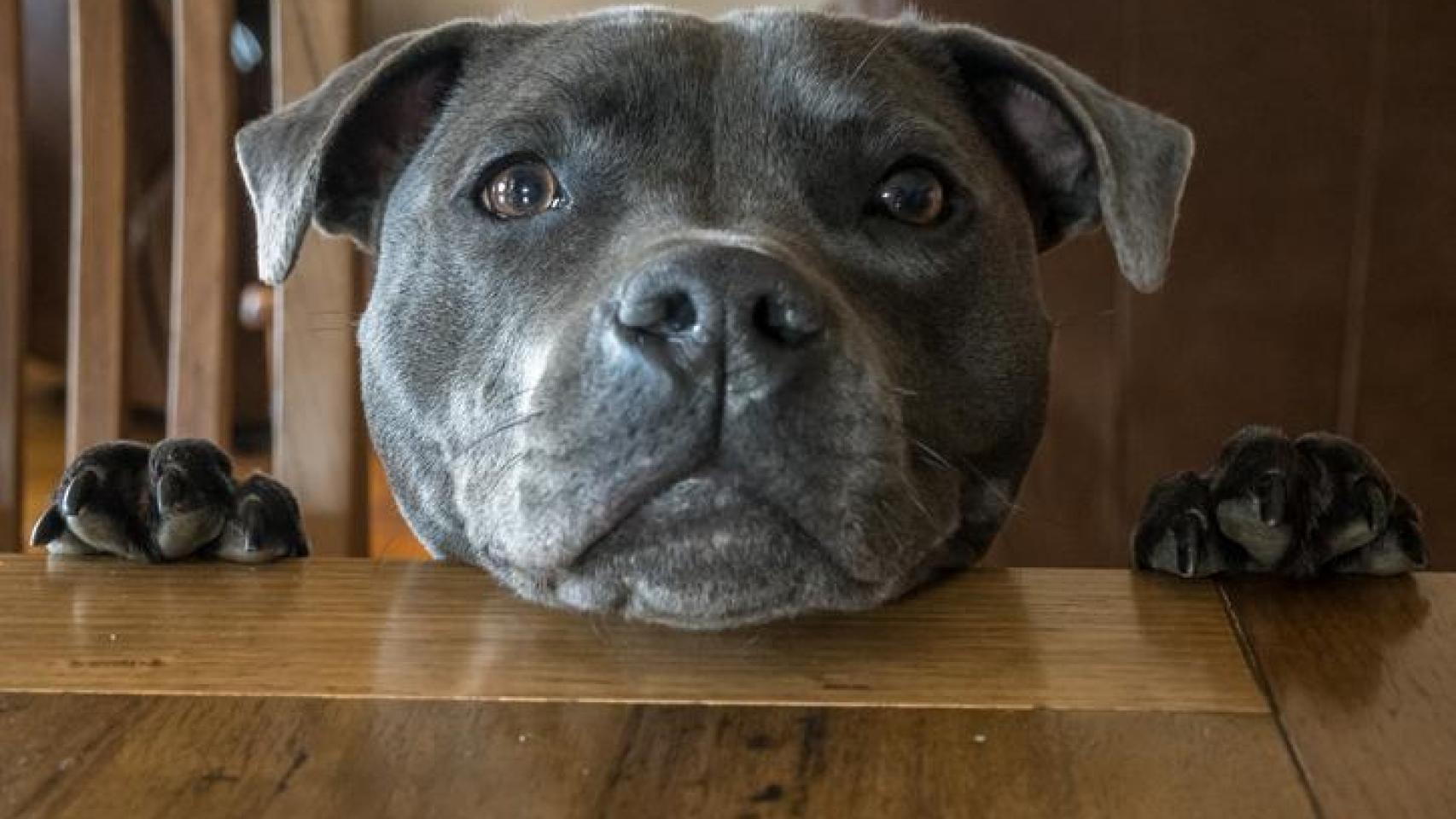 Un perrito con cara de culpa.