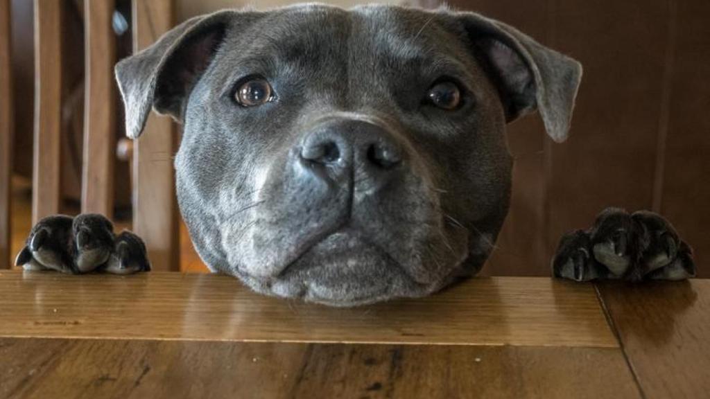 Un perrito con cara de culpa.